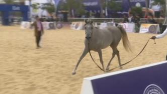 埃及东部省举办埃及阿拉伯马选美比赛，近60匹马参赛