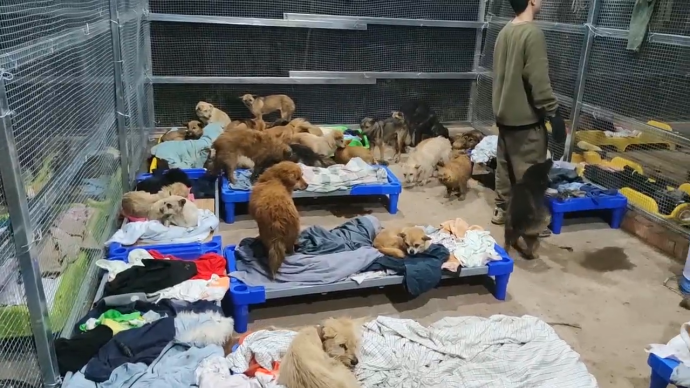 警方驱车拦截救下200多只猫狗：盗窃案牵出，准备运往广西