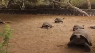 保护物种，厄瓜多尔放归43只内格拉火山龟