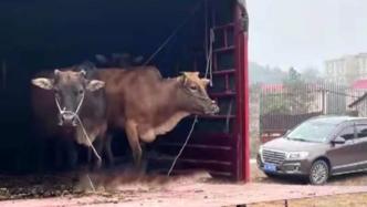 广东警方赴千里找回4头大黄牛，村民看到牛回归落泪