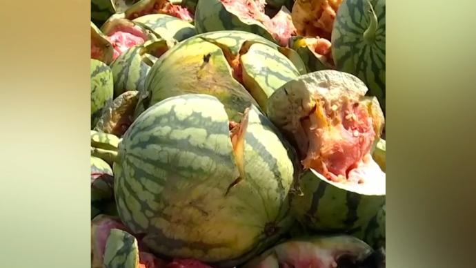 陵水一种植户40个大棚2万斤西瓜一夜被砍，警方已立案