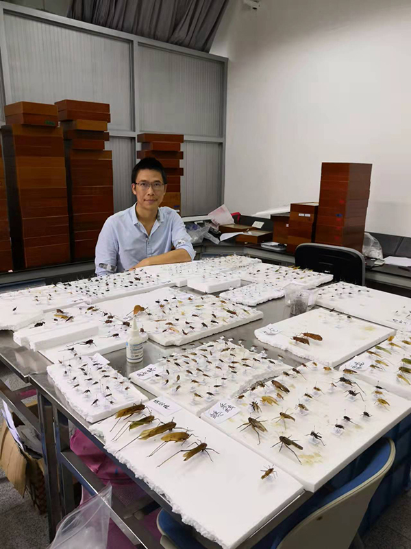 华东师范大学生物博物馆是全国馆藏拥有最多蟋蟀种类的科研中心之一，保存有蟋蟀模式标本30多份