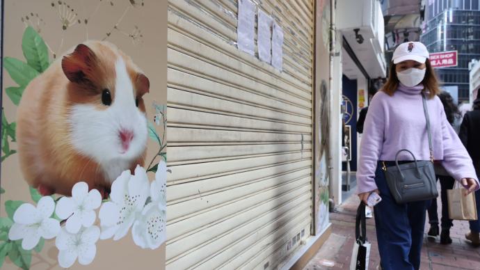 香港11只仓鼠检出新冠阳性，渔护署禁止小型哺乳动物进口