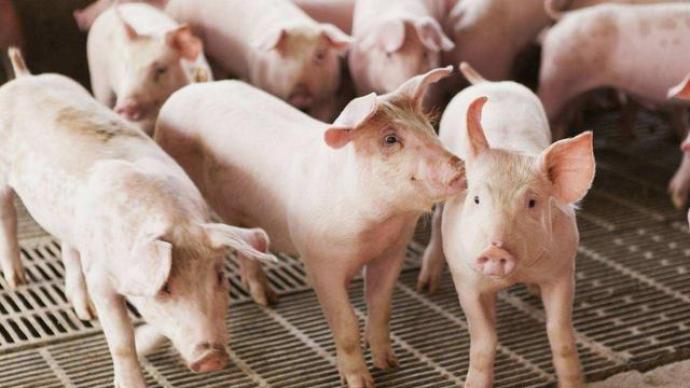 国家统计局：1月中旬生猪（外三元）价格环比下跌6.7%