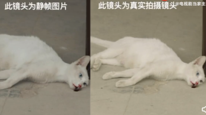 网传浙江东阳一剧组“虐猫”，警方：因拍摄致猫死亡不成立