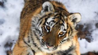 2022年全球老虎数量翻番，人类应对保护挑战