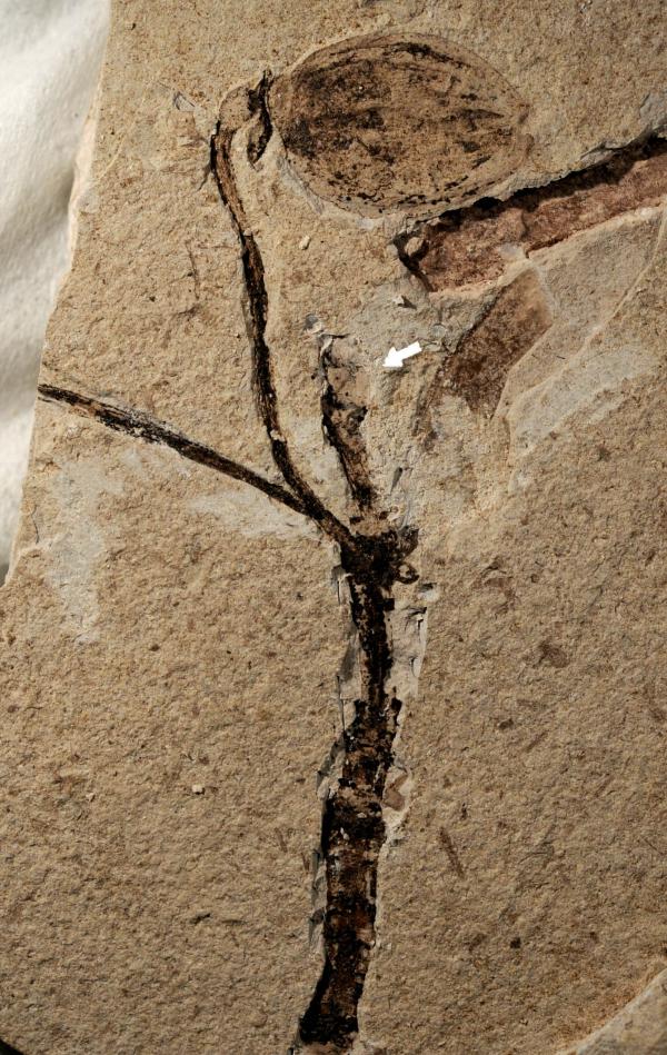 一亿多年前“神秘花蕾”现身，侏罗纪被子植物添可靠新证