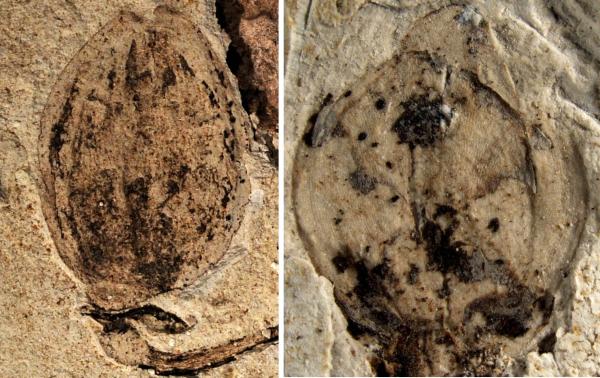 发现于内蒙古的侏罗纪时期花蕾化石  中科院南京地质古生物研究所供图