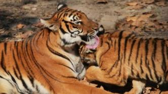 春节期间，姓名中有"虎"字的市民可免票进入上海动物园