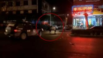 河南邓州街头出现疯牛，特警开车夹撞后将其击毙