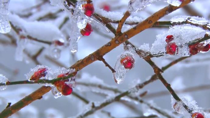 瞰见｜江西庐山：花径绽梅蕊，雪凝一段香