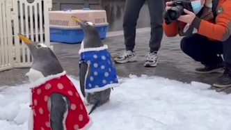江苏南京：企鹅“兄妹”走出冰雪极地馆滑冰迎春