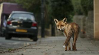 共同生活｜人类食物垃圾如何作用于城市生态：英国城市的赤狐