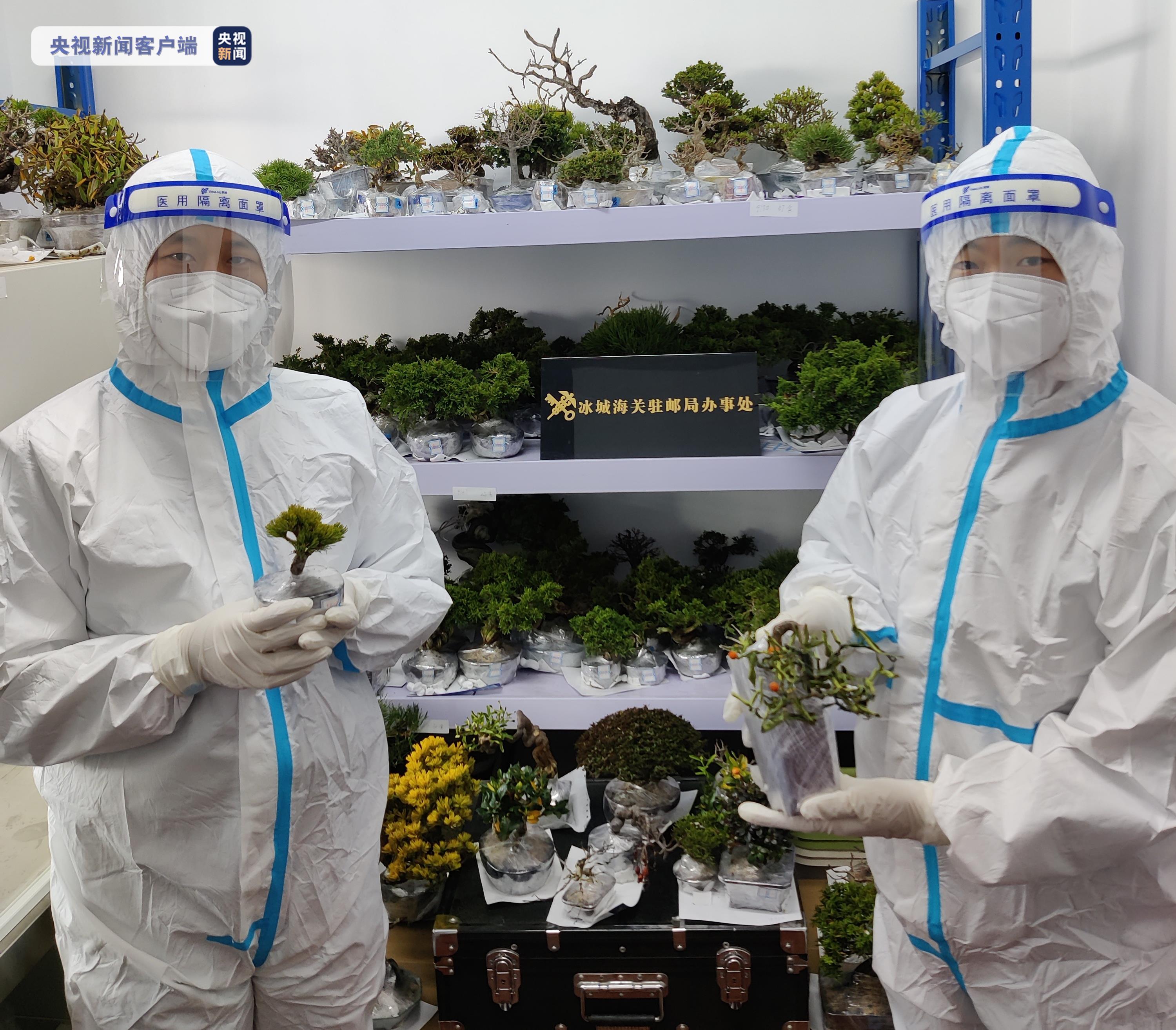 据哈尔滨海关动植物检疫处负责人介绍,具有繁殖能力的活体植物属我国