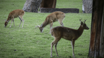 外媒：美国白尾鹿身上检出奥密克戎，或成新毒株潜在来源