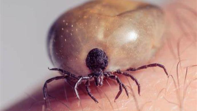 蜱虫叮咬后病毒入侵大脑,武汉病毒所找到烈性病毒首个功能性受体