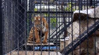 杭州规定：动物园危险动物笼舍进出口执行双重门禁系统