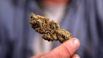 泰国宣布将大麻从毒品清单中剔除，民众可因医疗目的种植大麻