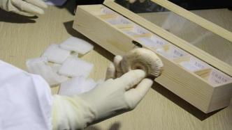 标有“晚白垩纪、奥陶纪”，浦东机场海关查获一批古生物化石