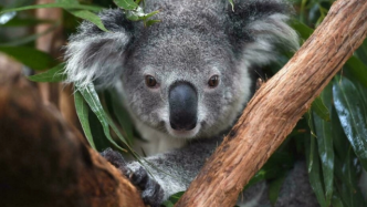 数量急剧下降，澳大利亚将多地考拉列为濒危物种