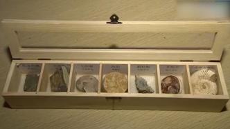 远古来的 “游客”：机场海关发现古生物化石