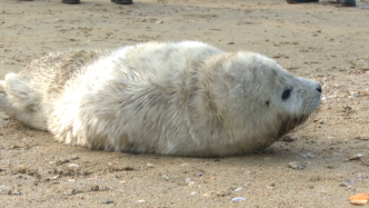 烟台海滩一只斑海豹幼崽搁浅受困，多部门联合救助