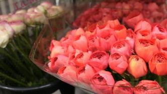 中国“浪漫经济”促荷兰鲜花贸易“盛放”