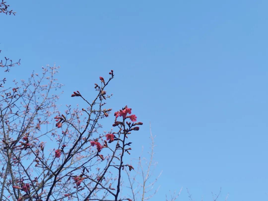 今年上海第一波樱花将何时绽放河津樱预计晚到几日但很灿烂