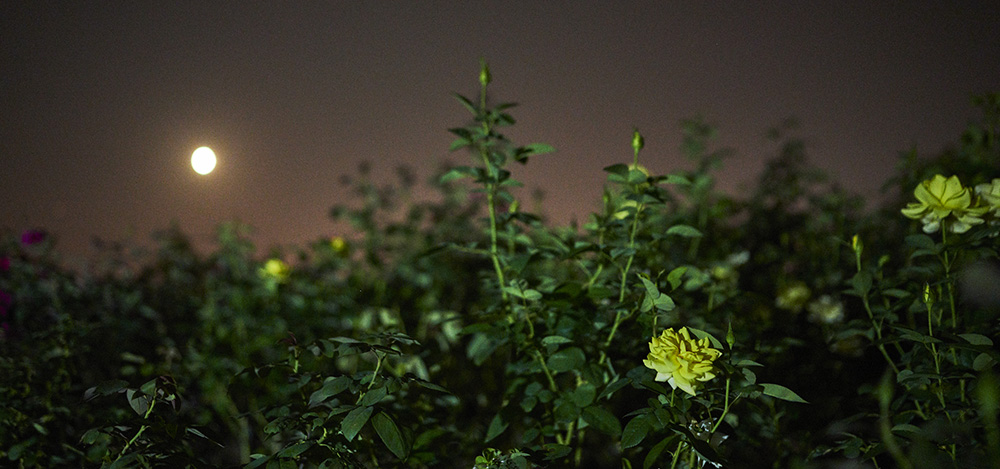 陈丹燕的植物日志 辰山月季故事 文化课 澎湃新闻 The Paper