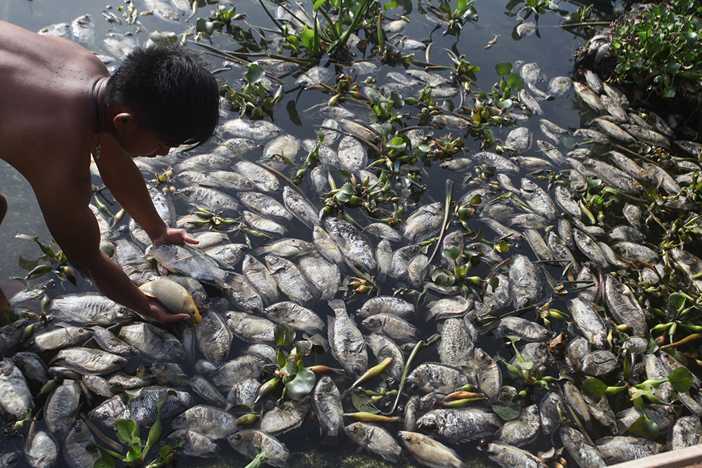 当地时间2022年2月15日，印度尼西亚西苏门答腊省，由于暴雨和强风袭击马尼焦湖，极端天气致鱼缺氧，湖内数吨鱼死亡。
