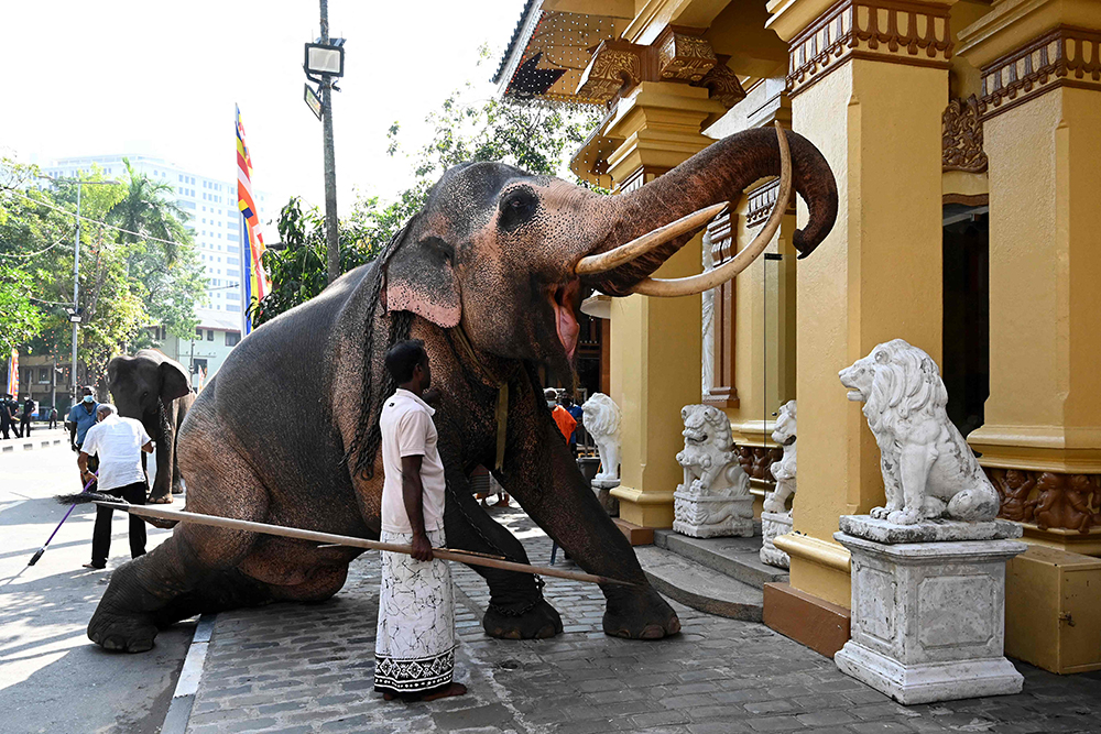 当地时间2022年2月15日，斯里兰卡科伦坡，当地举行一年一度的“纳瓦姆月圆节”大游行。这是斯里兰卡最盛大华丽的游行节庆之一，为期两天，游行队伍由大象、舞者、乐队组成。来自斯里兰卡各地的大象在营地吃喝不愁，洒水车还会不时过来为大象喷水降温。
