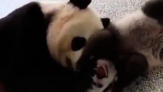 涂上尿液后的熊猫宝宝被“代理妈妈”接纳