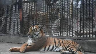 南昌动物园这43只老虎“虎虎生威”
