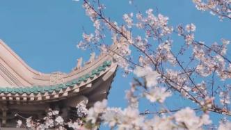 武汉大学再设赏樱专场，再邀抗疫医护人员赏樱