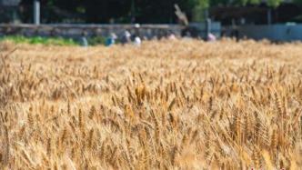 17万余斤假麦种为何横行乡村？