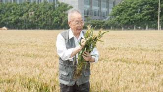 92岁小麦育种家、国家技术发明一等奖获得者李晴祺逝世
