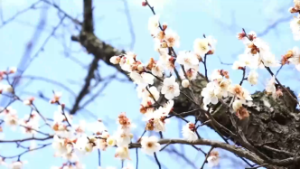 又是一年春來到！上海東方綠舟園內3000余株梅樹爭相綻放