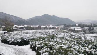 杭州低温雨雪对西湖龙井茶影响不大，今年开采预计略迟