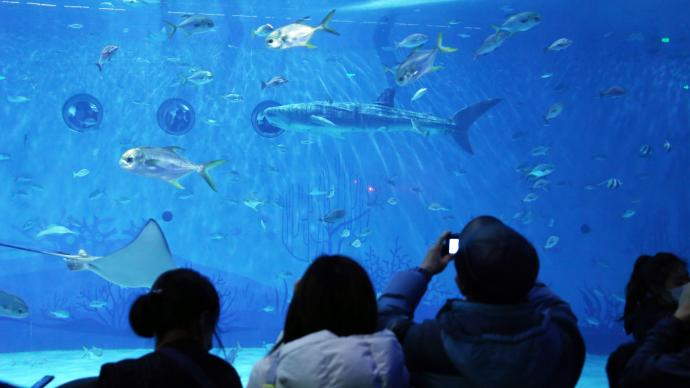 世界首條仿生鯨鯊現身上海海昌公園