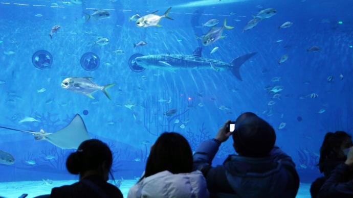 世界首条仿生鲸鲨现身上海海昌公园
