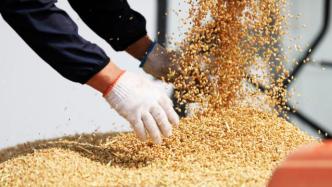 明查丨中国开放俄全境小麦进口是向俄方“丢救生索”？