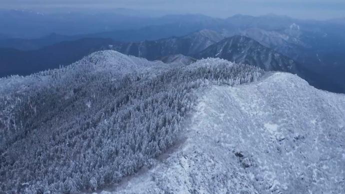 瞰见丨钱江源国家公园成了“林海雪原”