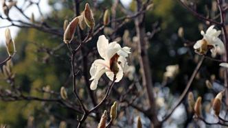 上海植物园第一朵白玉兰开花了，比去年晚了三周