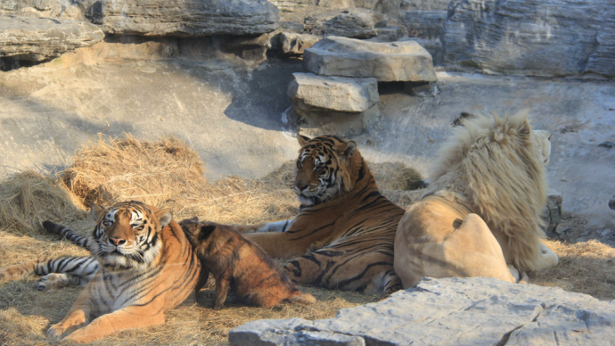 北京野生动物园狮虎狗共同生活，背后故事暖心