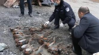 三人非法经营野生动物，警方查获动物死体400余只