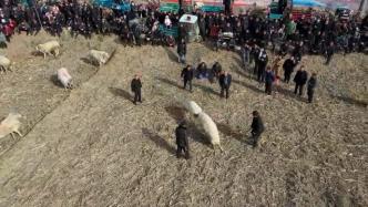 农历二月二，聊城举办民俗斗羊祈丰收