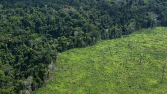 外媒：亚马孙雨林正处于“临界点”，森林或被草原取代