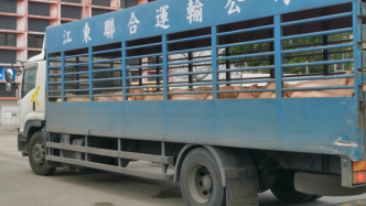 香港上水屠房全面恢复服务，猪肉供应恢复正常水平