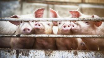 新希望：2月销售生猪97.73万头，同比增40.05%