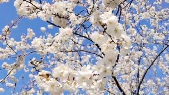 春風十里百花盛開，鳳凰溝賞花正當時